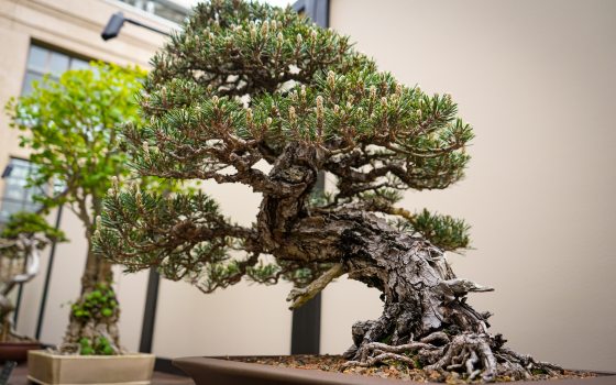 a bonsai tree in a square pot 
